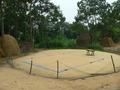 #10: Rice drying in front of Mr Wang's house; confluence thicket behind haystacks on right.