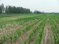 #7: Looking south