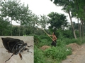 #2: Catching bugs using a bamboo pole tipped with green sticky stuff