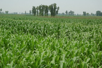 #1: The general view - CP about 30 meters away in the center