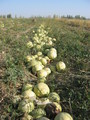 #3: Melon Field