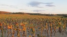 #9: Fields in the setting sun