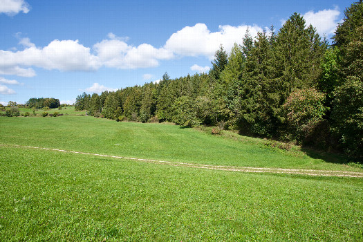 #1: The confluence point lies in a farm field   (This is also a view to the North.)