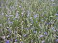 #6: Flowers or weeds at the point