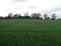 #5: View west towards the motorway (behind trees/bush)