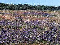 #8: The field next to the Confluence Point