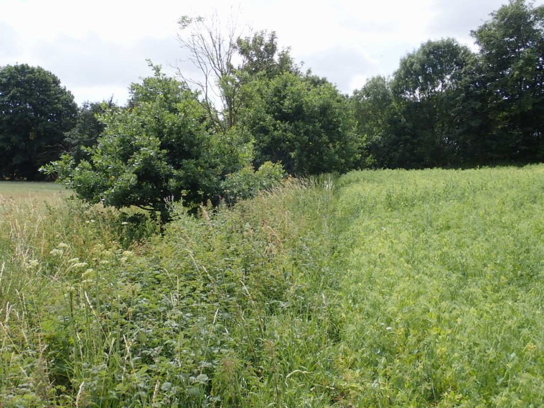 Way to the Point along the Field / Weg zum Punkt entlang eines Ackers