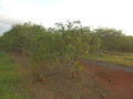 #9: An Orange Tree with Ripe Fruits