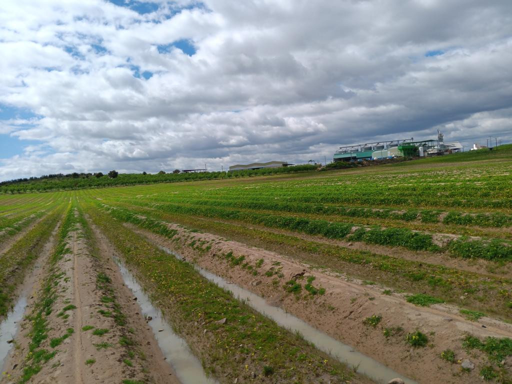 Westen; view west