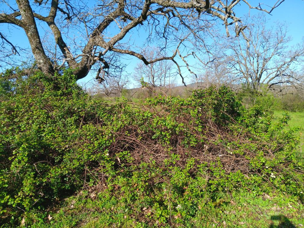 Westen; view west