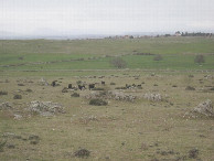 #7: cattle on way to CP