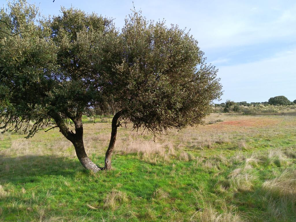Norden; view north