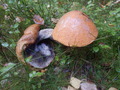 #9: Mushrooms near the Confluence