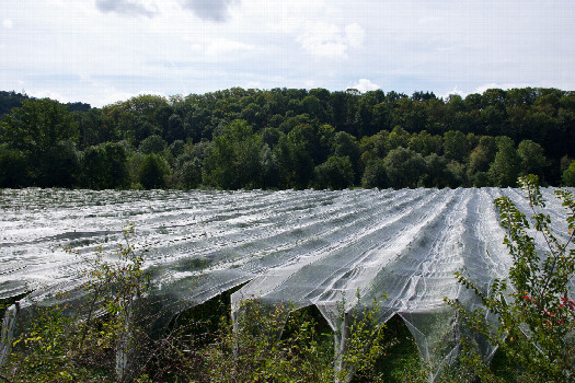 #1: The confluence point lies 66m away, in this apple orchard.  (This is also a view to the South.)