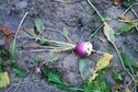 #6: Turnip