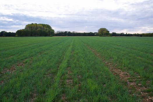 #1: The confluence point lies in a (currently fallow) farm field.  (This is also a view to the West.)