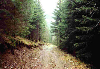 #1: upper track about 10m above the point, view down to the road