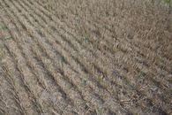 #5: Ground cover at the confluence point