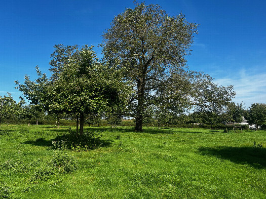 #1: The confluence point lies in a field with scattered fruit trees.  (This is also a view to the North.)