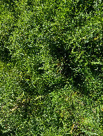 #5: Ground cover (thistles) at the confluence point