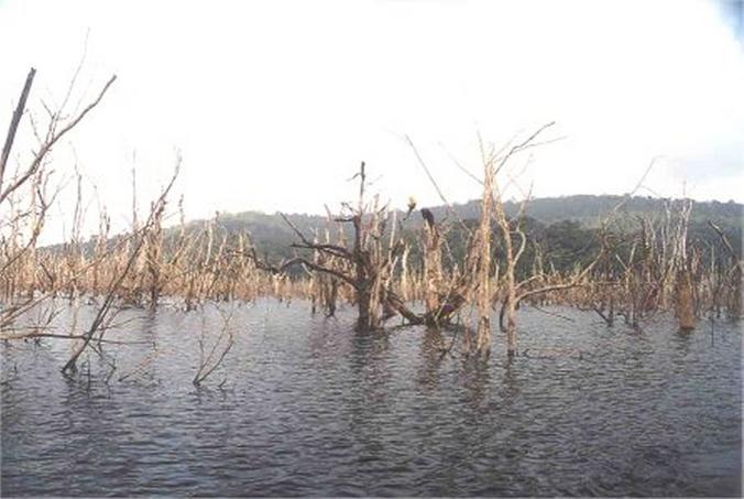 Dead trees overcoming the lake surface