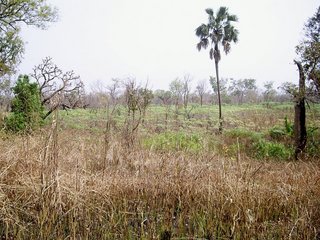 #1: Looking south from the confluence