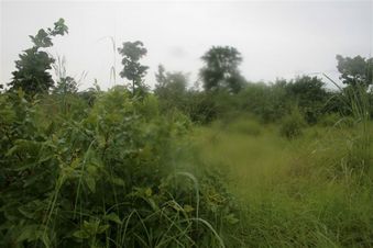 #1: Looking north from the confluence