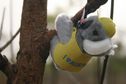 #6: Kel's Koala