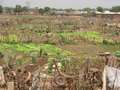 #7: Vegetable gardens outside of Siguiri