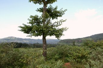 #1: Tree at the Confluence