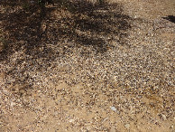 #6: Olive carpet under feet