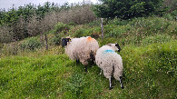 #7: confluence sheep