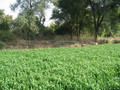 #4: A view from the confluence point toward the embankment that we climbed