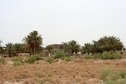 #8: Houses and palm trees adjacent to the confluence point