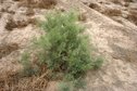 #9: Vegetation