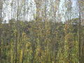 #3: View South, Tree Farm