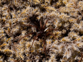 #8: 65Nx21W Confluence inhabitant: Spider