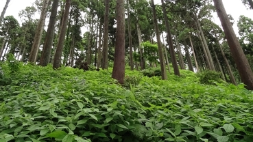 #1: View up to the location of CP 36N 136E at a distance of 19 m