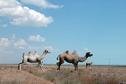 #6: Camel