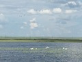 #7: Лебеди, вдоль затопленной трассы / Swans along the flooded road