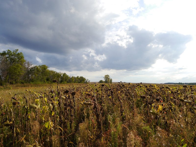 Sunflower field surrounding the confluence