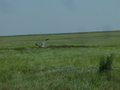 #10: An eagle