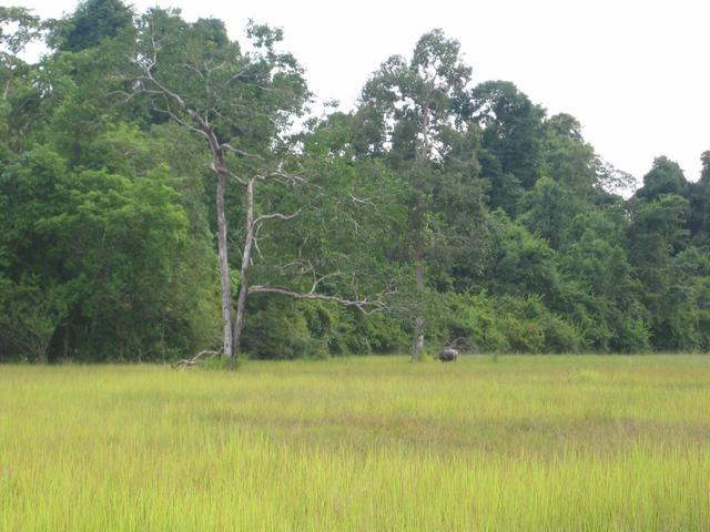 Meadow 1.54 km from the confluence