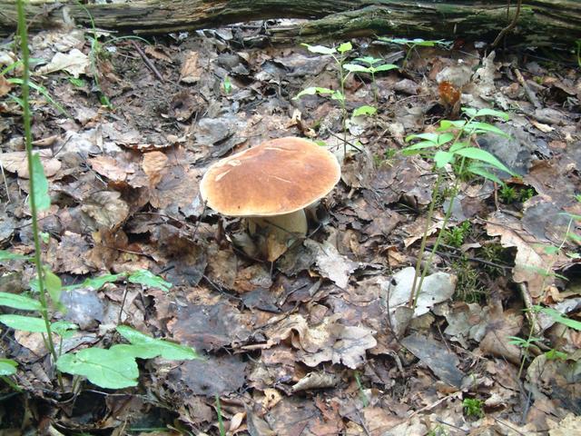 Best of all mushrooms what you can find in Latvian forests.