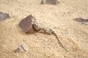 #9: Baby Desert Agama