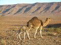 #12: Wild camels