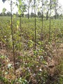 #9: Nearby cotton field