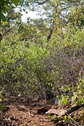 #4: View to the west from the degree confluence