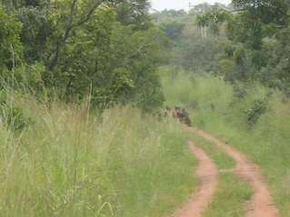 #1: Road near the confluence 10N 4E