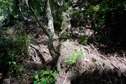 #5: The confluence point lies on a steep slope, in bushland